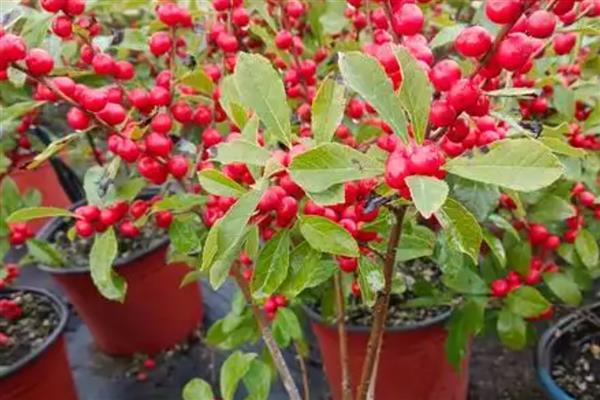 北美冬青的花语，寓意顽强的生命