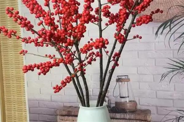 北美冬青的花语，寓意顽强的生命