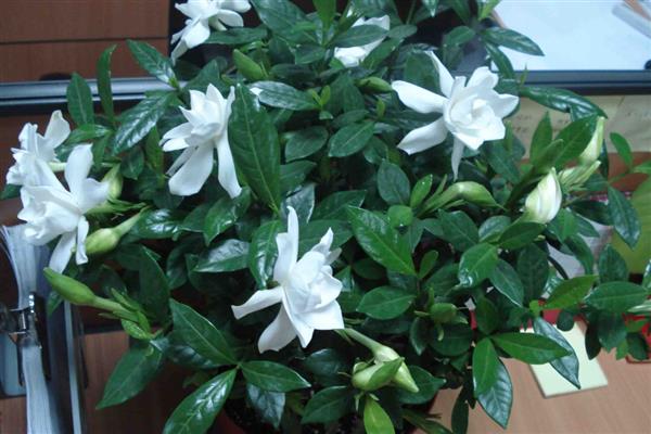 代表毕业的花有哪些，是指栀子花