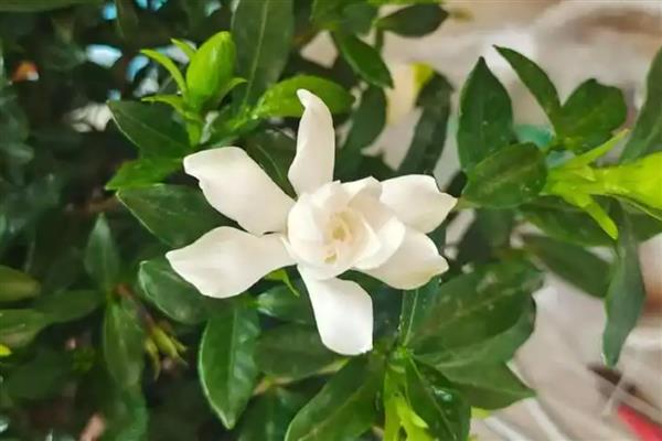 代表毕业的花有哪些，是指栀子花