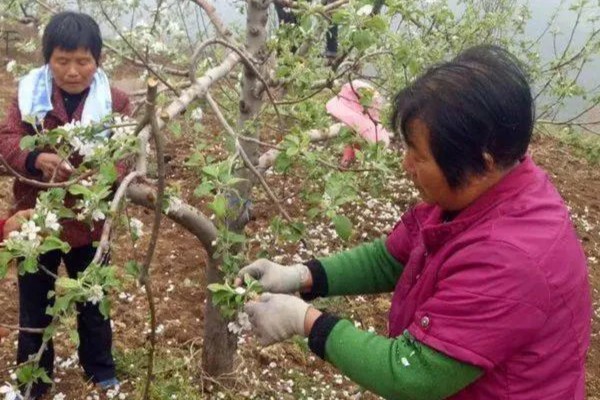 春季果园管理方法,开化前后应结合施肥进行浇水