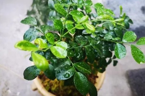 九里香养在家里有什么好处,可净化空气还能美化环境