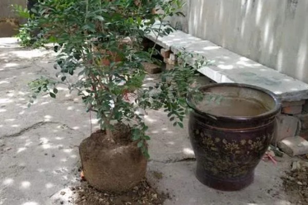 九里香养在家里有什么好处,可净化空气还能美化环境