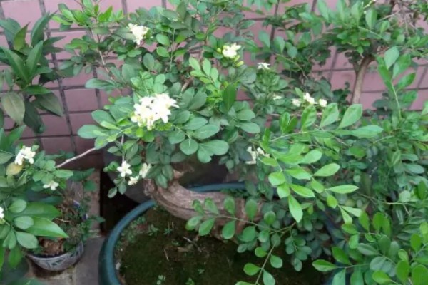 九里香养在家里有什么好处,可净化空气还能美化环境