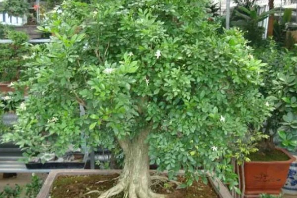 九里香养在家里有什么好处,可净化空气还能美化环境