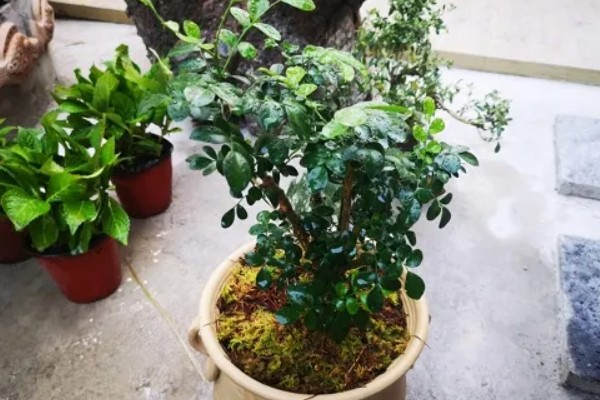 九里香养在家里有什么好处,可净化空气还能美化环境