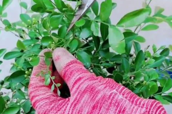 九里香养在家里有什么好处,可净化空气还能美化环境