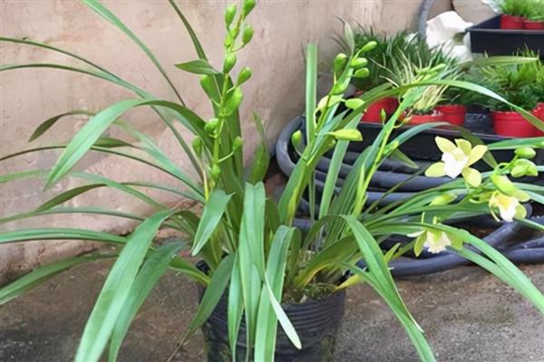 怎样给香兰浇水，不同季节的浇水方式不同