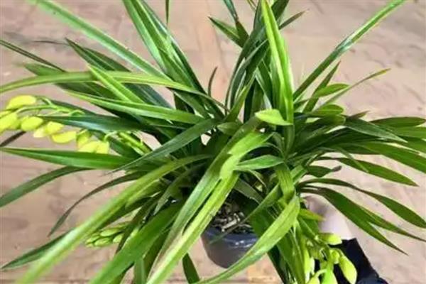 怎样给香兰浇水，不同季节的浇水方式不同