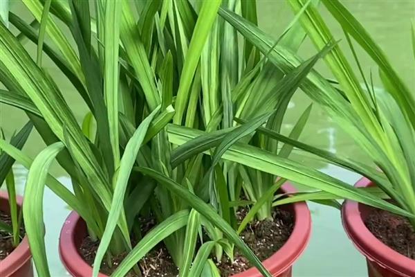 怎样给香兰浇水，不同季节的浇水方式不同