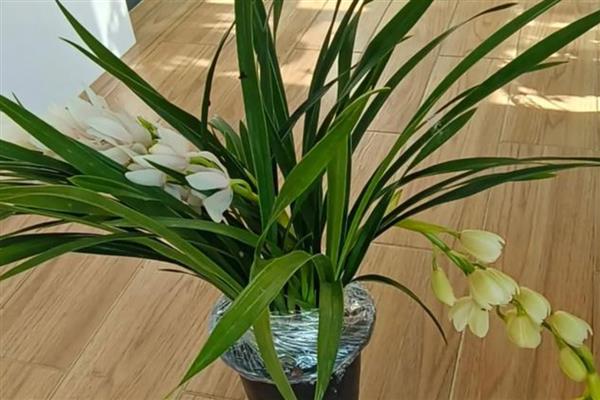 怎样给香兰浇水，不同季节的浇水方式不同