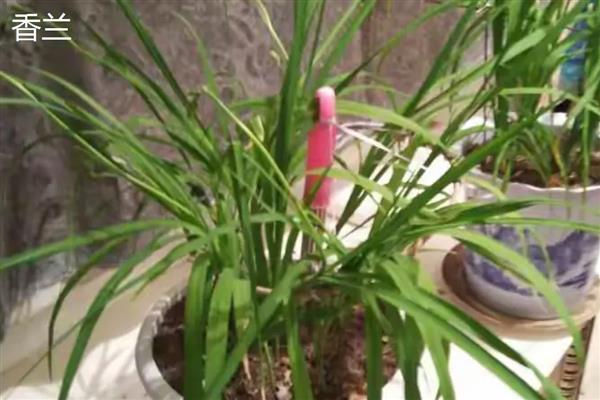 怎样给香兰浇水，不同季节的浇水方式不同