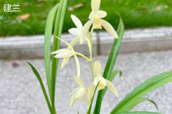 怎样给香兰浇水，不同季节的浇水方式不同