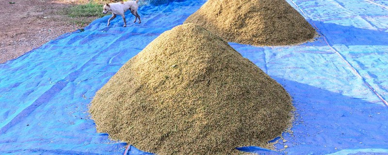 水稻大堆中间的正常温度，需要控制在20℃左右