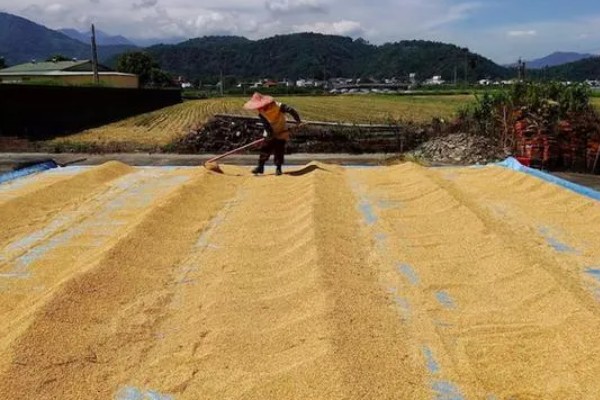水稻大堆中间的正常温度，需要控制在20℃左右