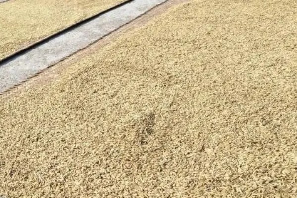 水稻大堆中间的正常温度，需要控制在20℃左右