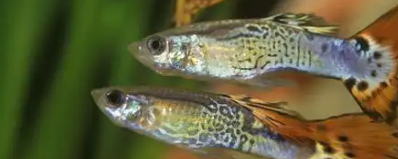 孔雀鱼爱吃什么，喜欢吃浮游生物和昆虫