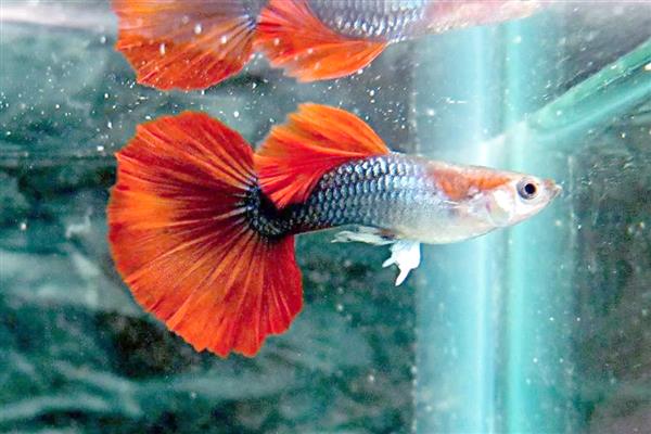 孔雀鱼爱吃什么，喜欢吃浮游生物和昆虫