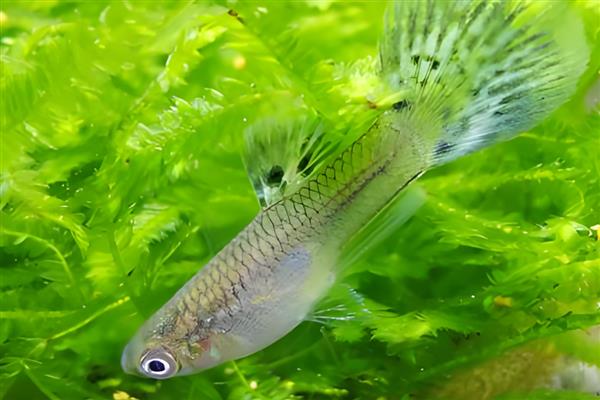 孔雀鱼爱吃什么，喜欢吃浮游生物和昆虫