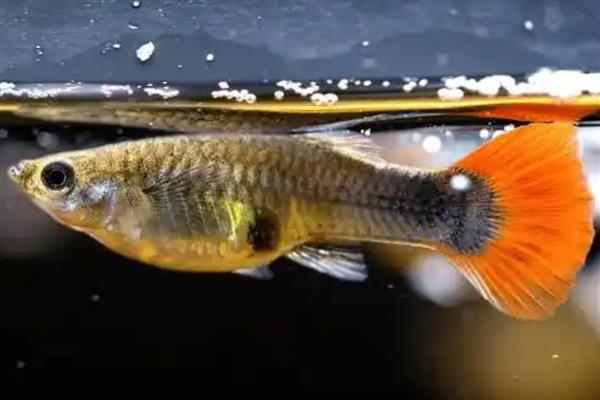 孔雀鱼爱吃什么，喜欢吃浮游生物和昆虫