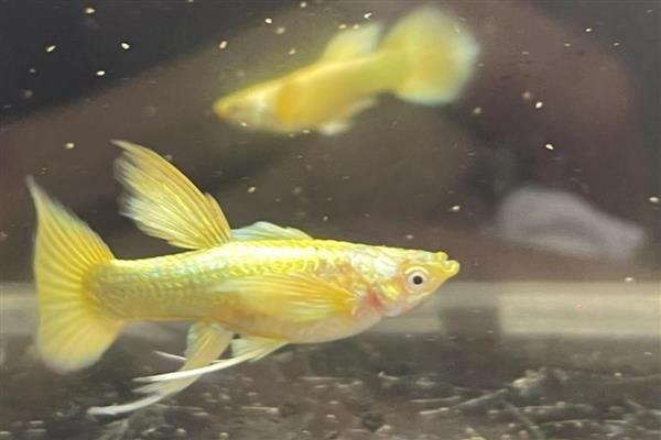 孔雀鱼爱吃什么，喜欢吃浮游生物和昆虫