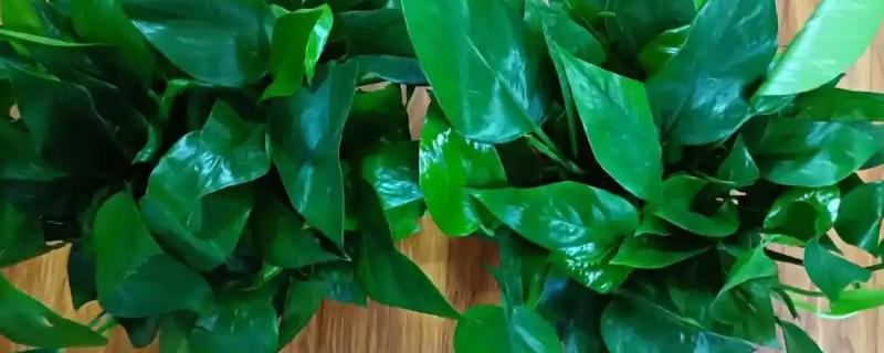 酱油能浇绿萝吗，酱油可以浇绿萝