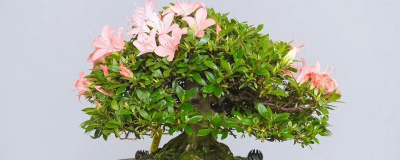 杜鹃花不开花的原因及解决方法，可能是空气干燥所致