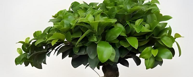 人参榕春天掉叶子的原因及处理方法，可能是气温低所致