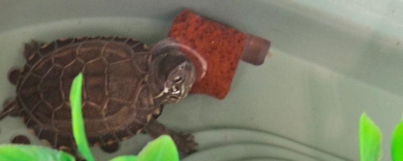 乌龟怎么喂食，幼年时期可以一天喂1次