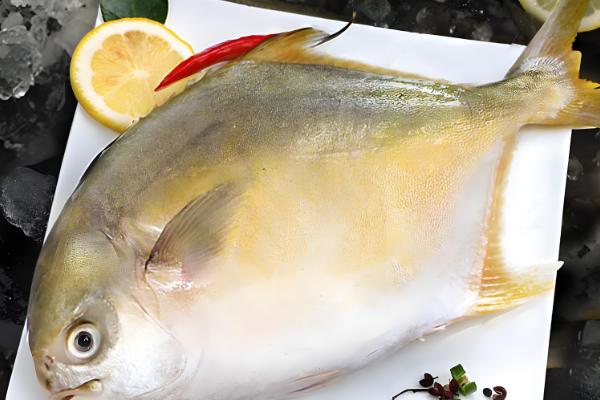 金鲳鱼和银鲳鱼的区别是什么，体型和外表均不同