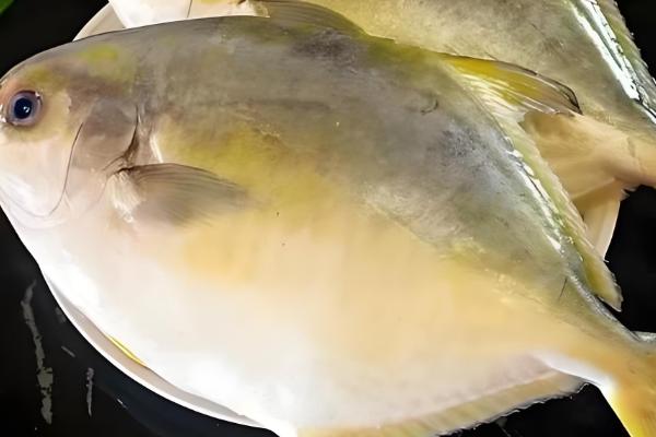 金鲳鱼和银鲳鱼的区别是什么，体型和外表均不同