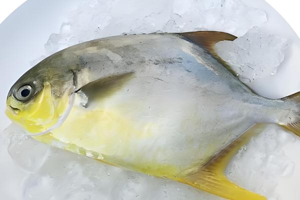 金鲳鱼和银鲳鱼的区别是什么，体型和外表均不同