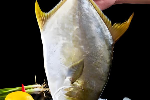 金鲳鱼和银鲳鱼的区别是什么，体型和外表均不同