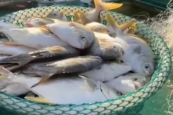 金鲳鱼和银鲳鱼的区别是什么，体型和外表均不同