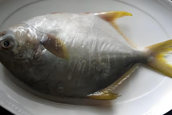 金鲳鱼和银鲳鱼的区别是什么，体型和外表均不同