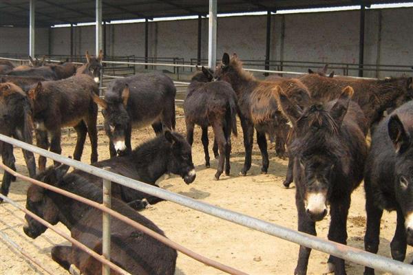 养驴有哪些优势，市场行情好且疾病少