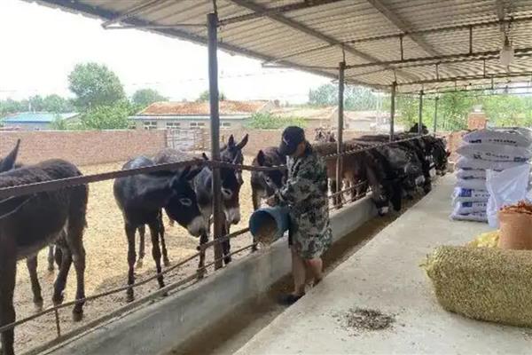 养驴有哪些优势，市场行情好且疾病少