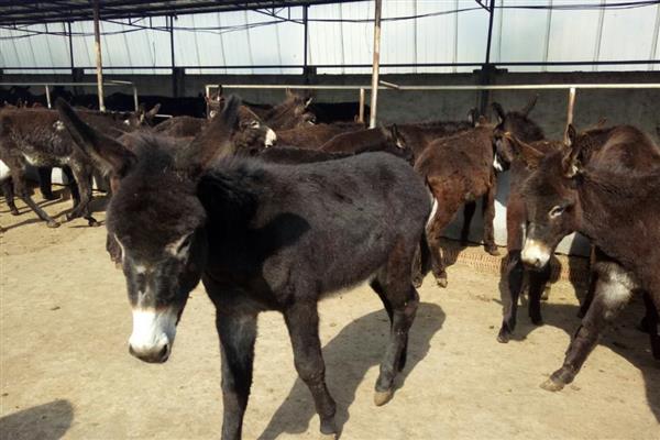 养驴有哪些优势，市场行情好且疾病少