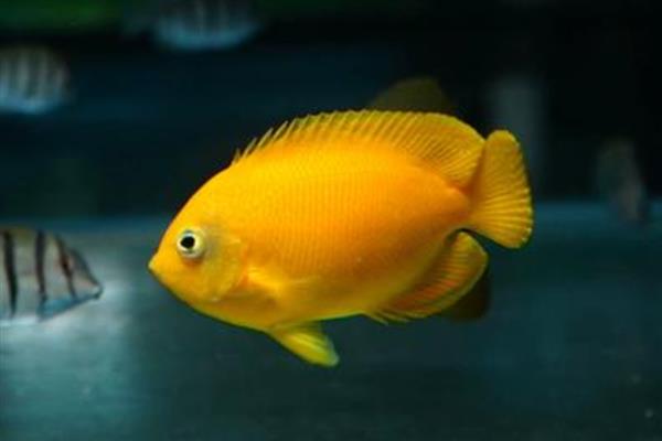 黄新娘神仙鱼好养吗,饲养难度较大