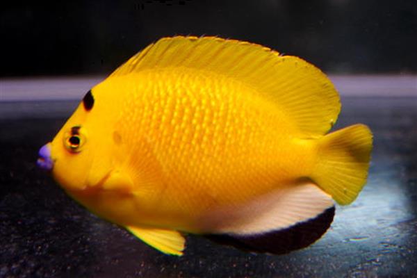 黄新娘神仙鱼好养吗,饲养难度较大