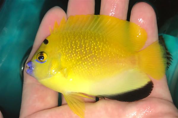 黄新娘神仙鱼好养吗,饲养难度较大