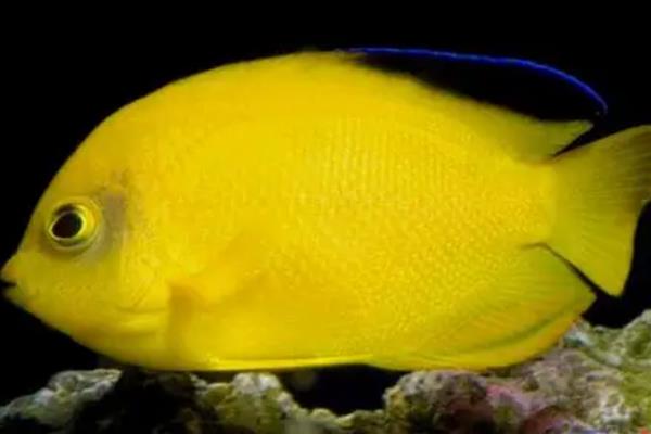 黄新娘神仙鱼好养吗,饲养难度较大