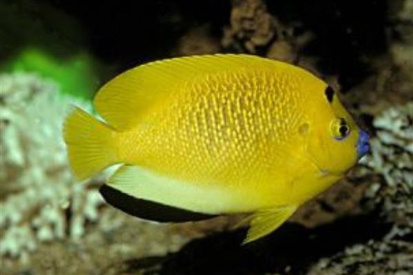 黄新娘神仙鱼好养吗,饲养难度较大