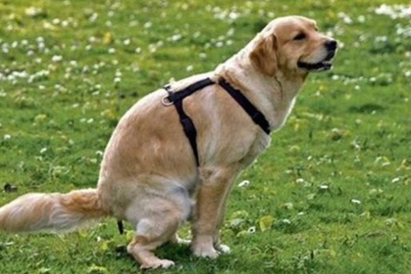 狗狗拉软便但很有精神的原因,可能是消化不良所致