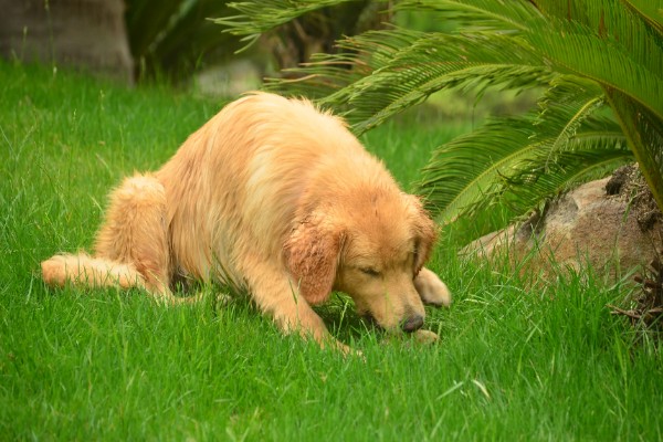 狗狗拉软便但很有精神的原因,可能是消化不良所致