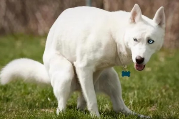 狗狗拉软便但很有精神的原因,可能是消化不良所致