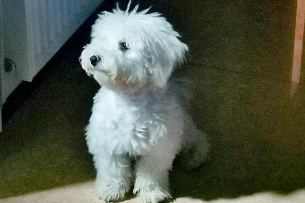 狗狗拉软便但很有精神的原因,可能是消化不良所致