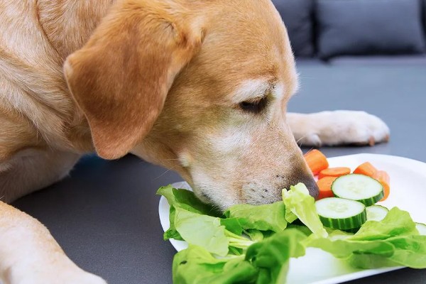 狗狗拉软便但很有精神的原因,可能是消化不良所致