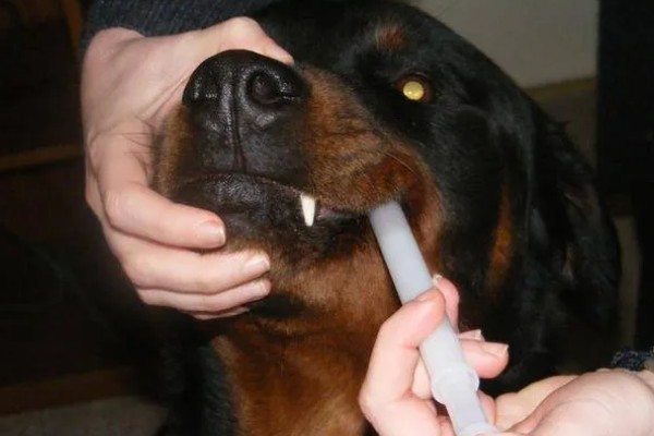 狗狗拉软便但很有精神的原因,可能是消化不良所致