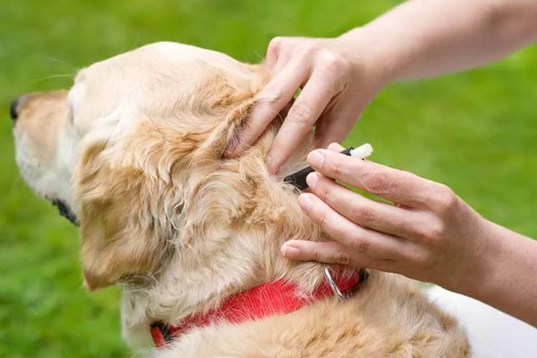 狗狗拉软便但很有精神的原因,可能是消化不良所致